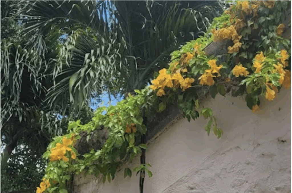 Barbados